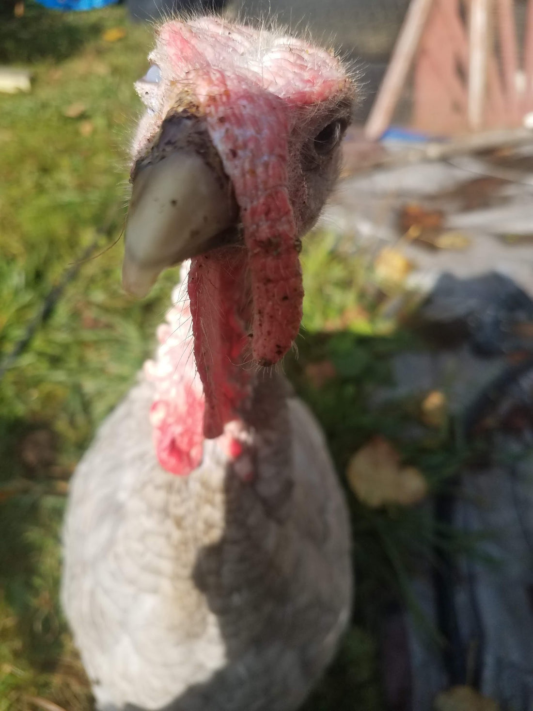 So you're thinking about getting turkeys... Ha!
